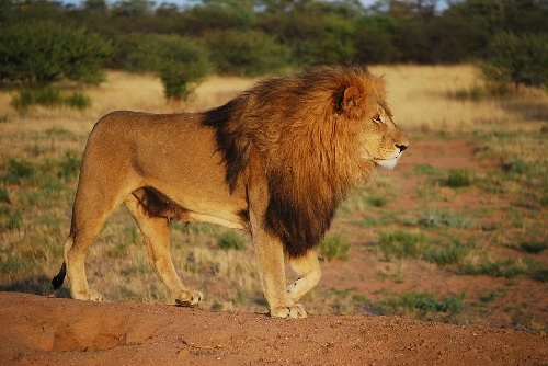 Lion