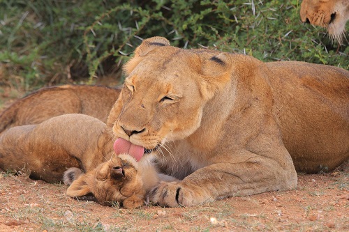 Lioness cub