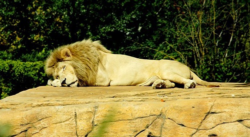 Lion sleeping