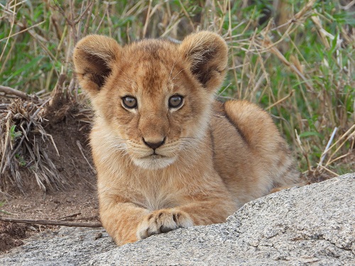 Lion cub