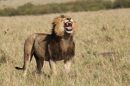 Lion roaring