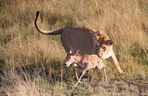 Lioness hunting 
