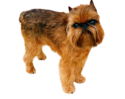 Brussels Griffon