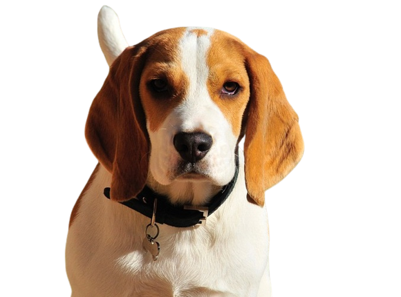 Beagle