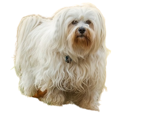 Havanese