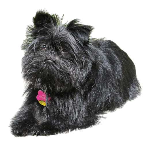 Affenpinscher