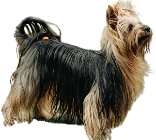 Silky Terrier