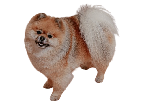 Pomeranian