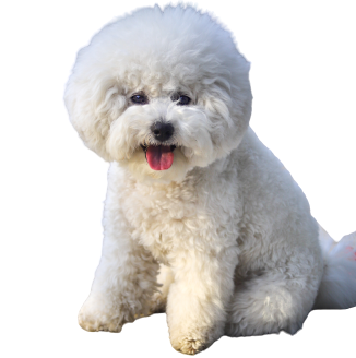 Bichon Frise