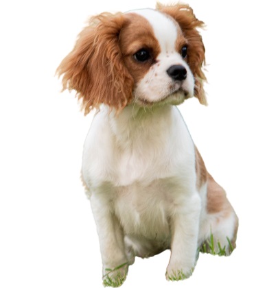 English Toy Spaniel