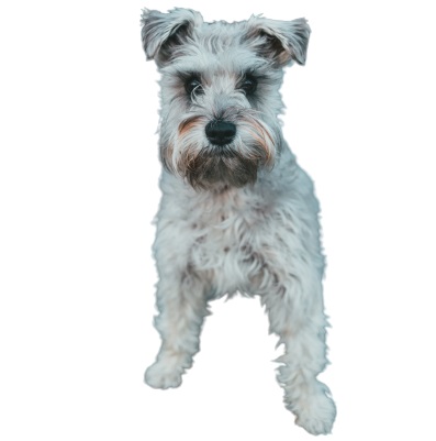 Miniature Schnauzer