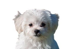 Maltese