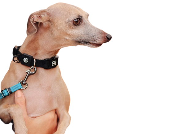 Italian Greyhound