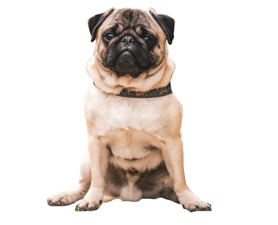 pug