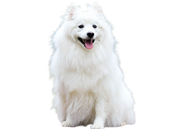 Indian Spitz