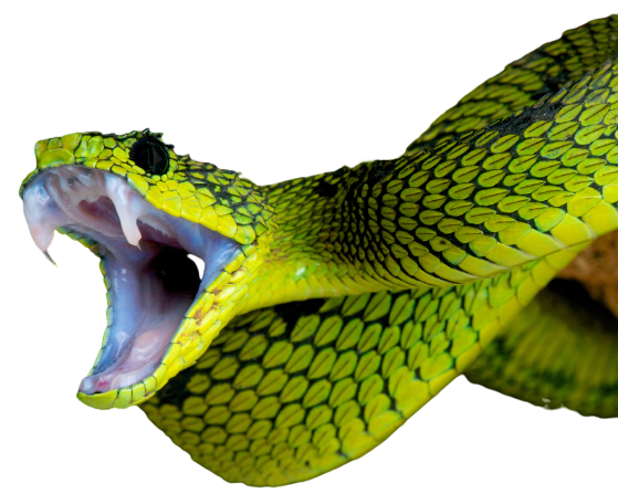 Snake Fangs
