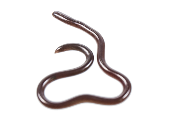  Barbados Thread Snake 