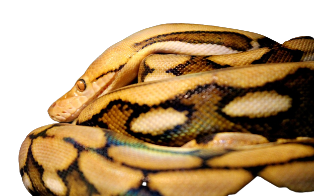  Reticulated Python 