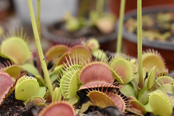 Venus Flytraps