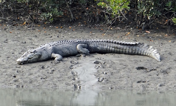Saltwater Crocodile  