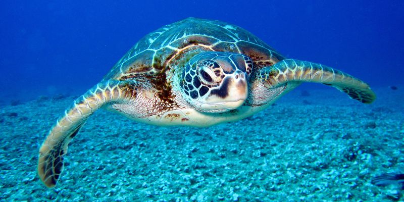 Sea Turtle