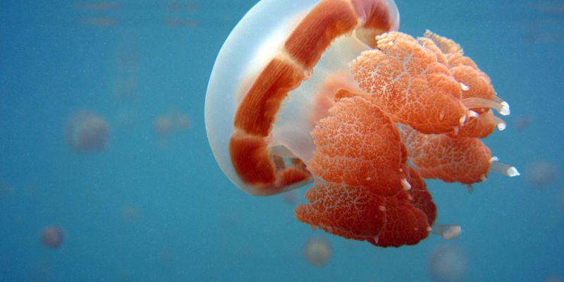 Jellyfish