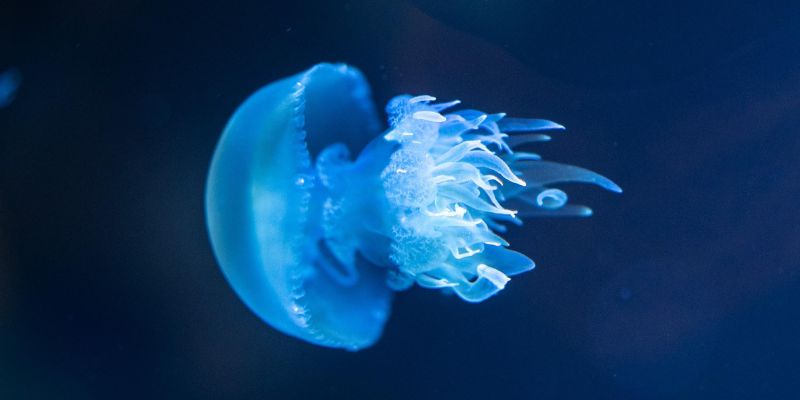 Jellyfish