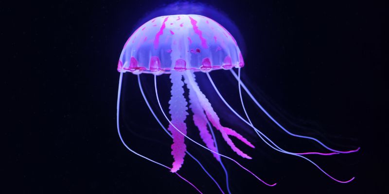 Jellyfish 