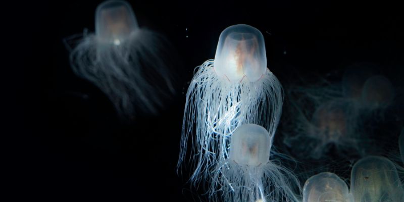 Jellyfish 