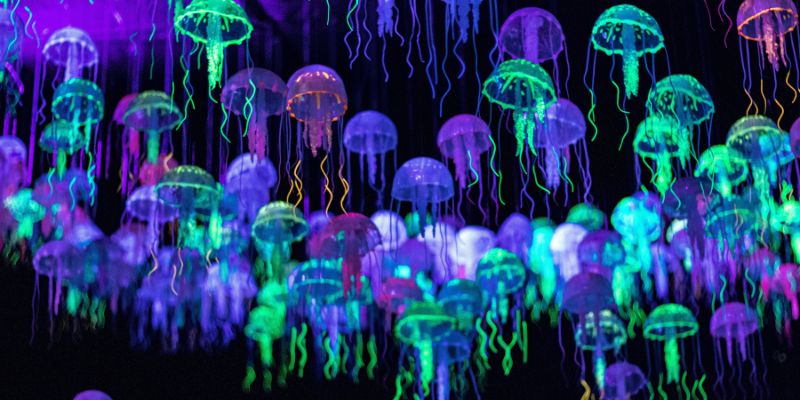 Jellyfish