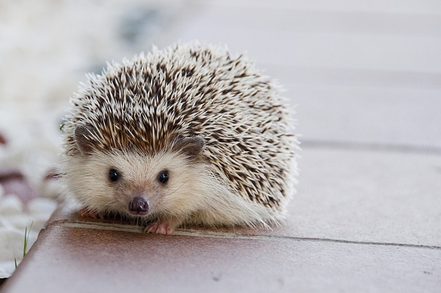 What are Hedgehogs?